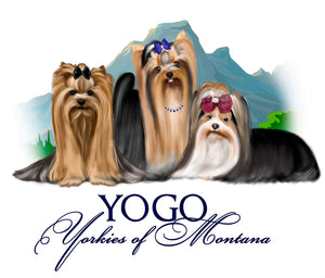 Personalized order for Yogo Yorkies. Mae. Standard size/ logo